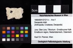 Foto (Objket + Etiketten) von Decapoda indet. 